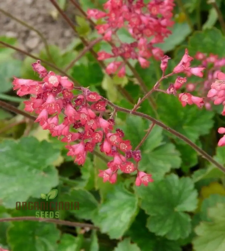 Heuchera Bressingham Hybrids Flower Seeds, Premium Garden Seeds for Gardening Enthusiasts - Image 4