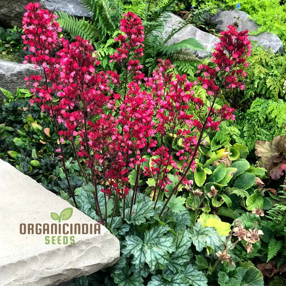 Heuchera 'Metallica' (Americana) Seeds - Hardy Perennial for Stunning Garden Borders and Containers