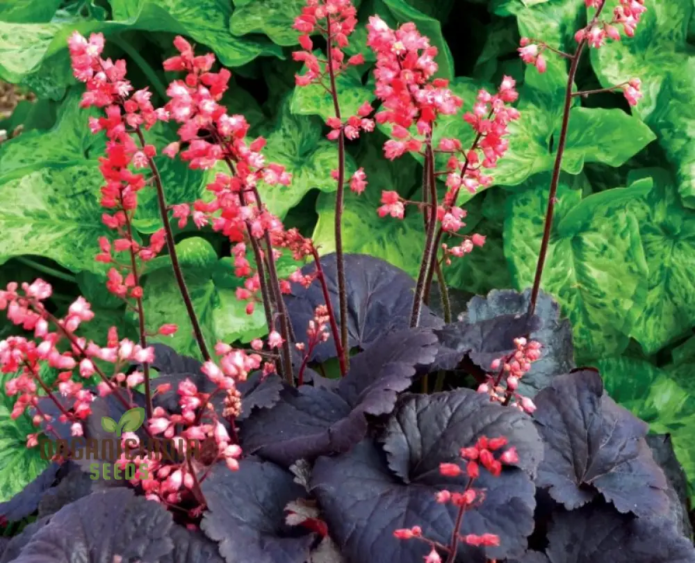 Heuchera 'Metallica' (Americana) Seeds - Hardy Perennial for Stunning Garden Borders and Containers - Image 3
