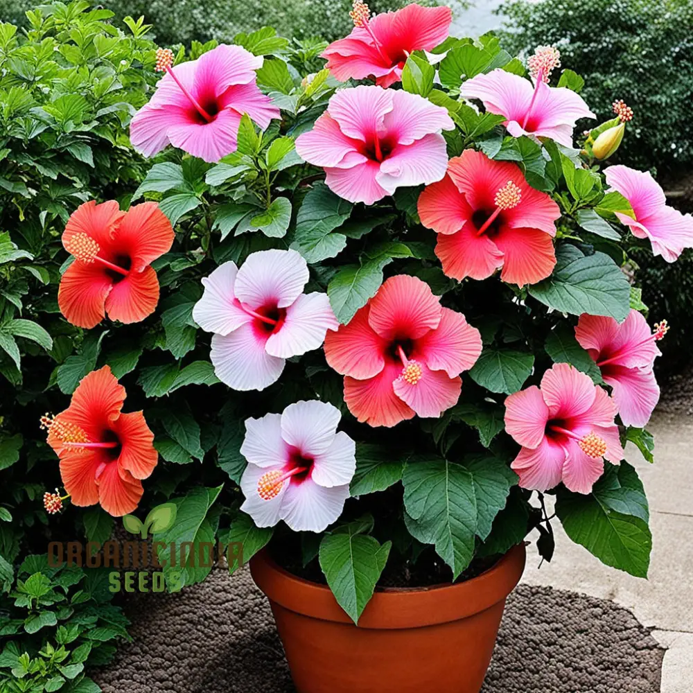 Hibiscus Flower Seeds – Hardy Blooming Variety for Year-Round Color and Stunning DIY Home Garden Displays
