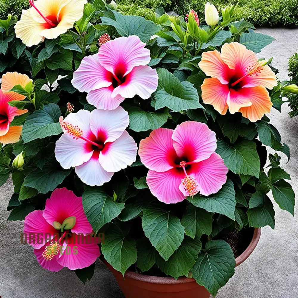 Hibiscus Flower Seeds – Hardy Blooming Variety for Year-Round Color and Stunning DIY Home Garden Displays - Image 3