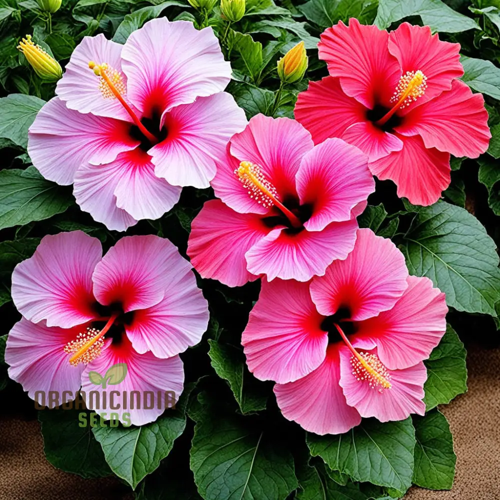 Hibiscus Flower Seeds – Hardy Blooming Variety for Year-Round Color and Stunning DIY Home Garden Displays - Image 4