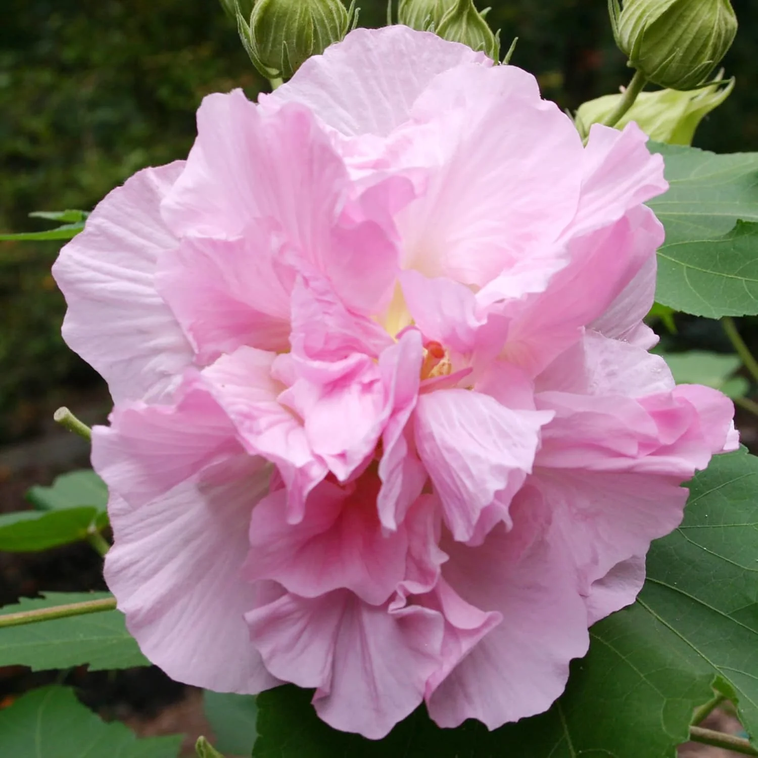 Hibiscus Mutabilis Seeds – Confederate Rose Double Pink Blooms