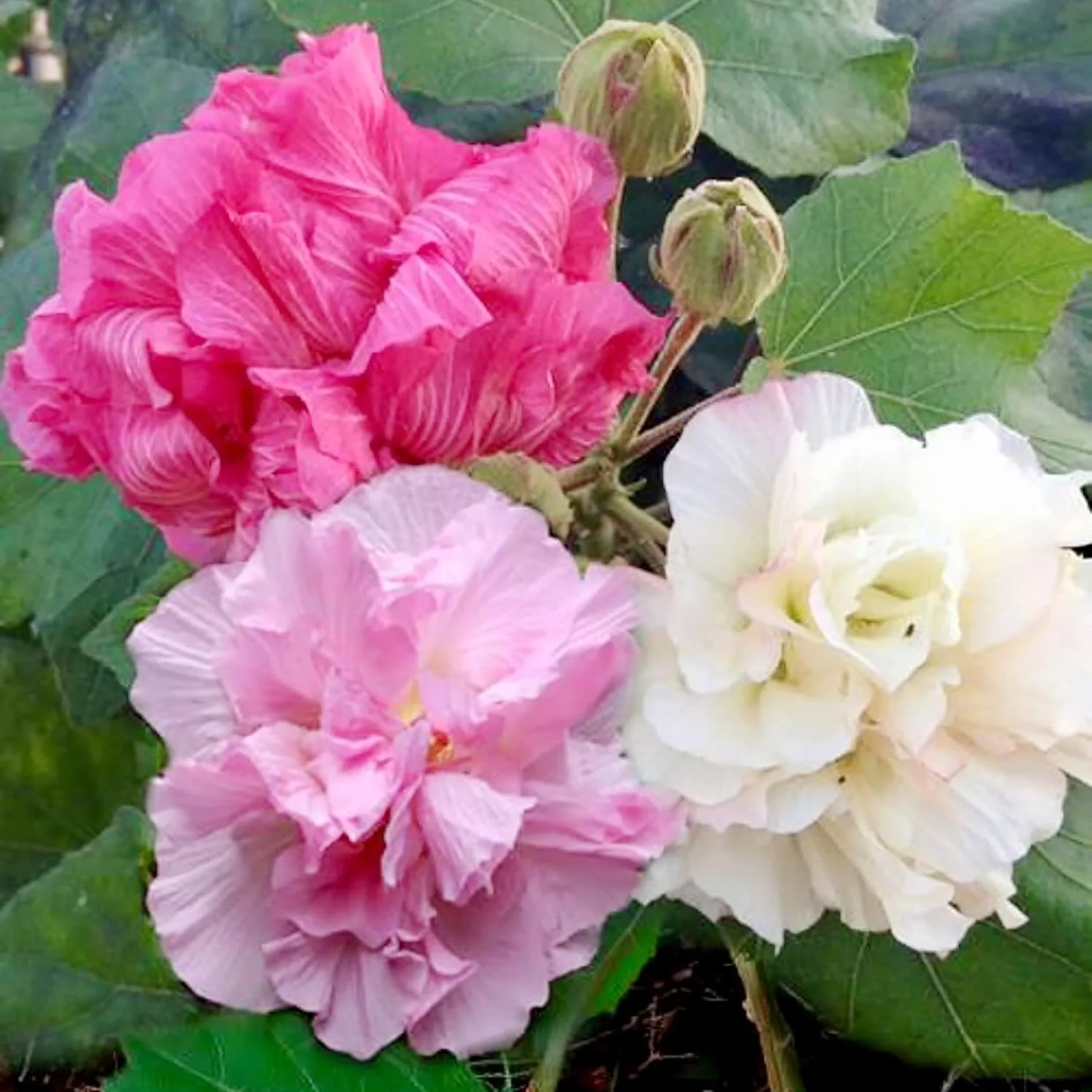 Hibiscus Mutabilis Seeds – Confederate Rose Double Pink Blooms - Image 3