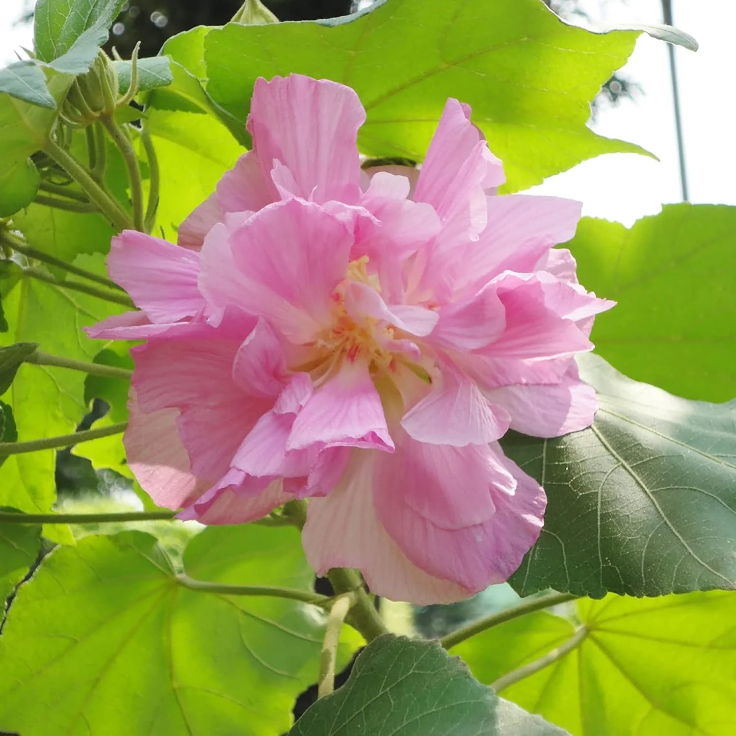 Hibiscus Mutabilis Seeds – Confederate Rose Double Pink Blooms - Image 4
