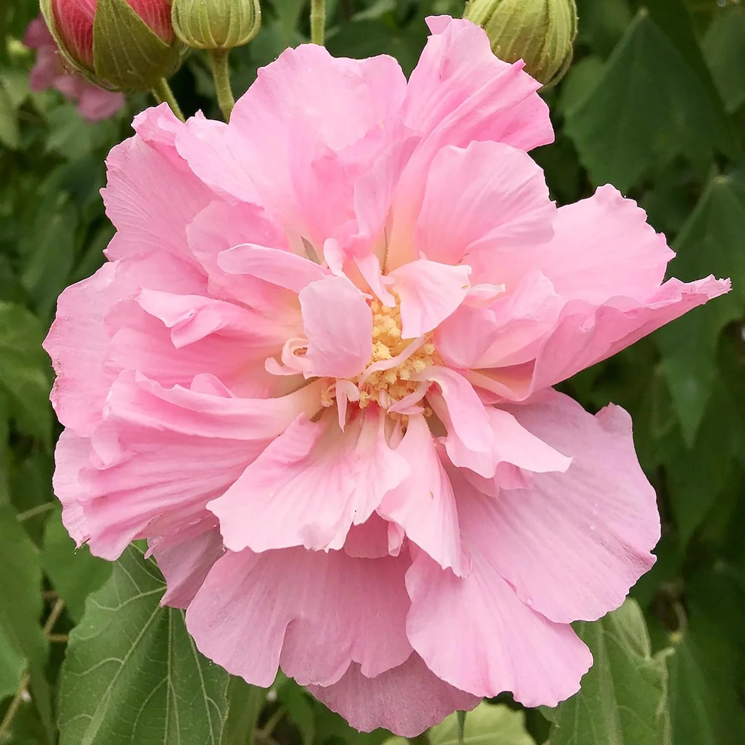 Hibiscus Mutabilis Seeds – Confederate Rose Double Pink Blooms - Image 5