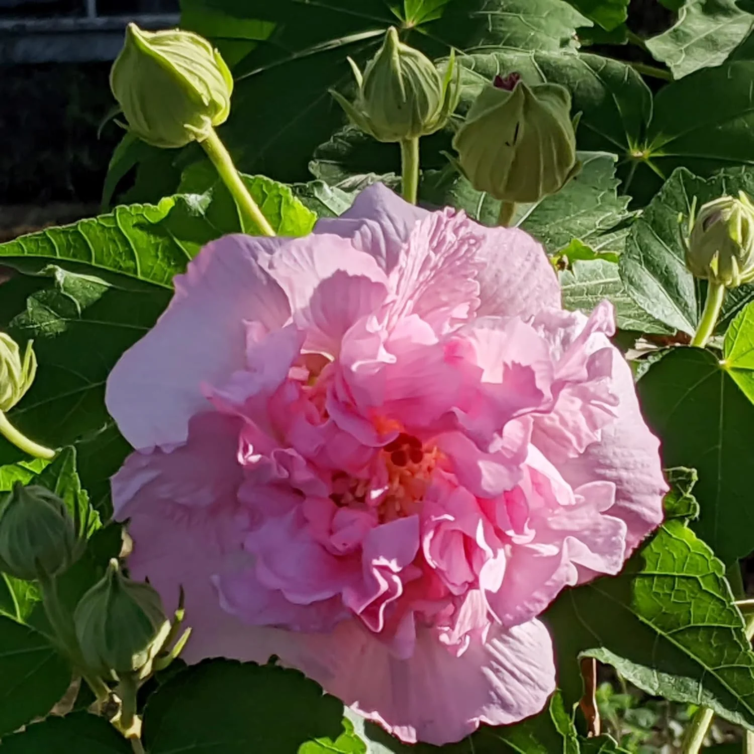 Hibiscus Mutabilis Seeds – Confederate Rose Double Pink Blooms - Image 6