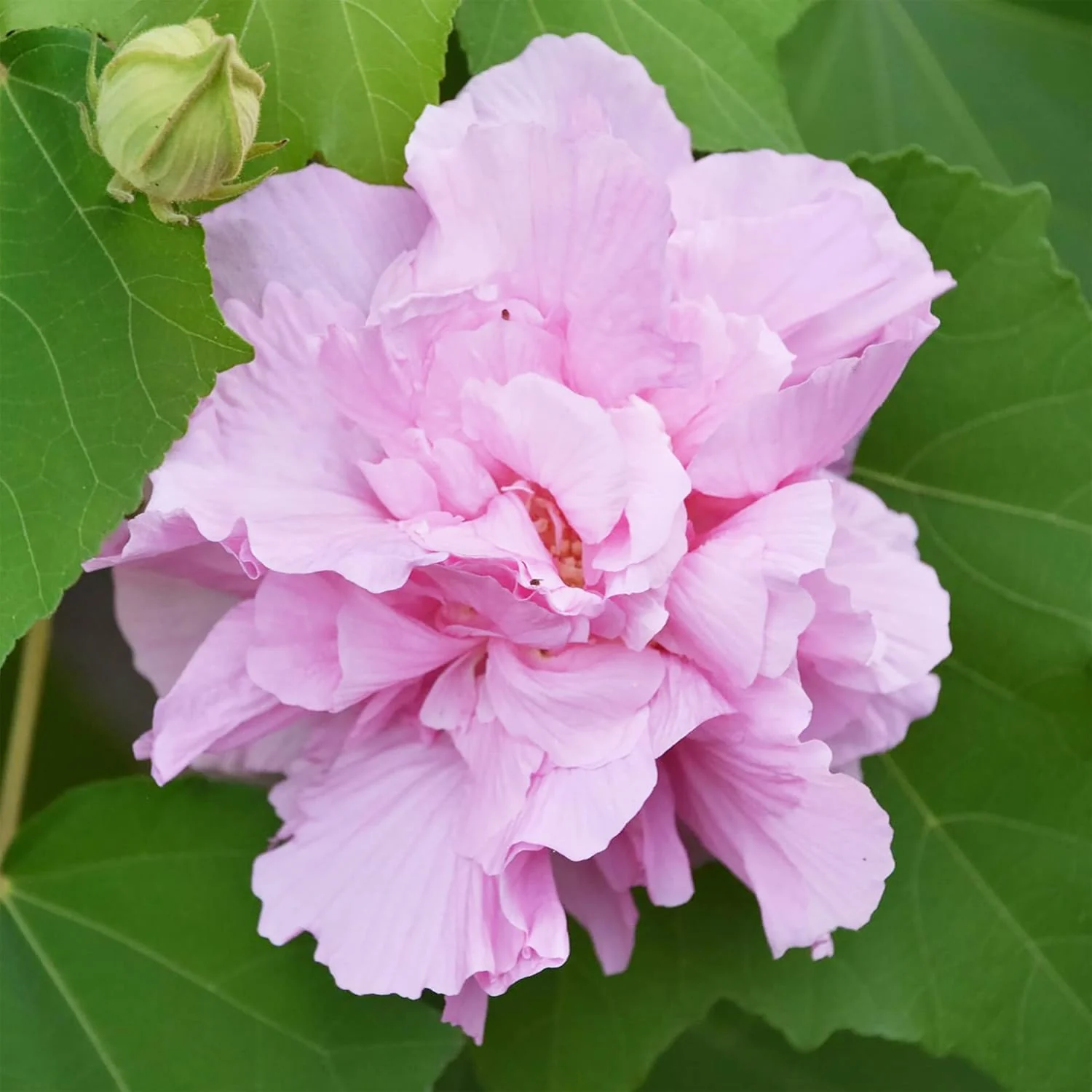 Hibiscus Mutabilis Seeds – Confederate Rose Double Pink Blooms - Image 7