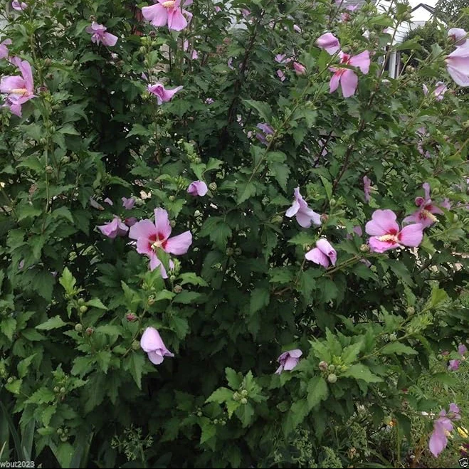 Hibiscus Rose of Sharon (Hibiscus syriacus) Seeds - Cold Hardy, Perennial