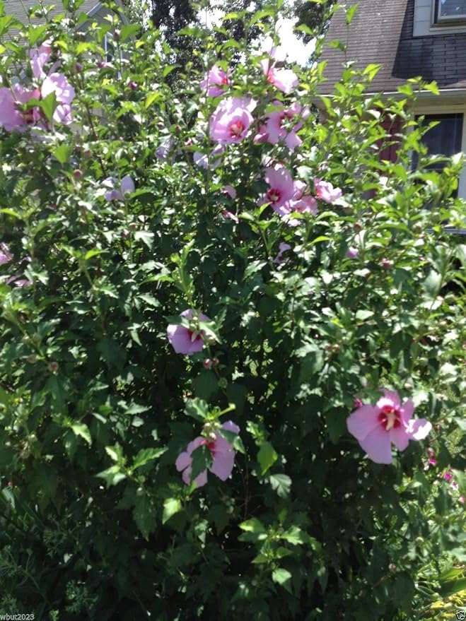 Hibiscus Rose of Sharon (Hibiscus syriacus) Seeds - Cold Hardy, Perennial - Image 3