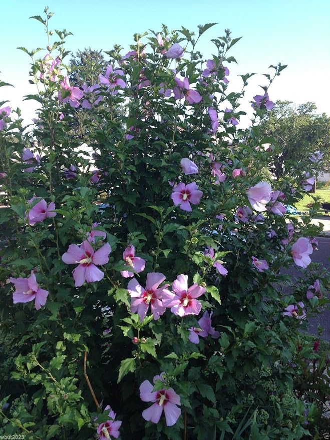 Hibiscus Rose of Sharon (Hibiscus syriacus) Seeds - Cold Hardy, Perennial - Image 4