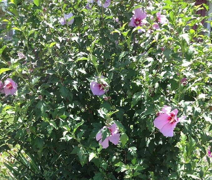 Hibiscus Rose of Sharon (Hibiscus syriacus) Seeds - Cold Hardy, Perennial - Image 5
