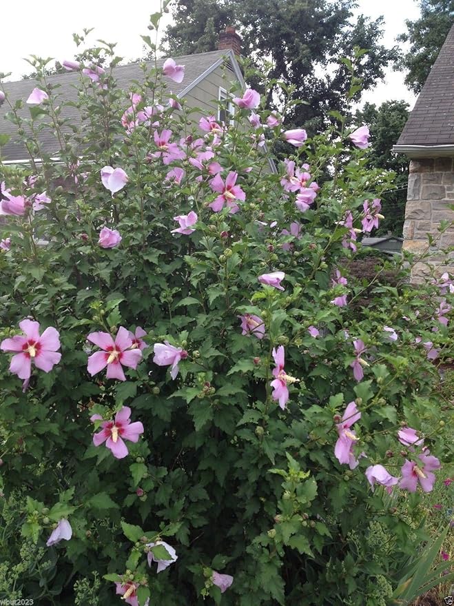 Hibiscus Rose of Sharon (Hibiscus syriacus) Seeds - Cold Hardy, Perennial - Image 6