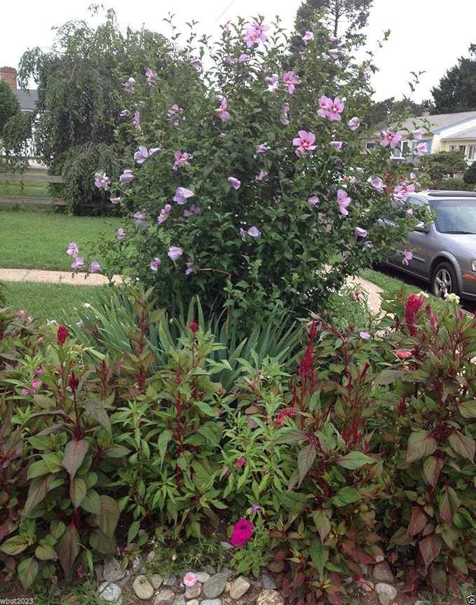 Hibiscus Rose of Sharon (Hibiscus syriacus) Seeds - Cold Hardy, Perennial - Image 7