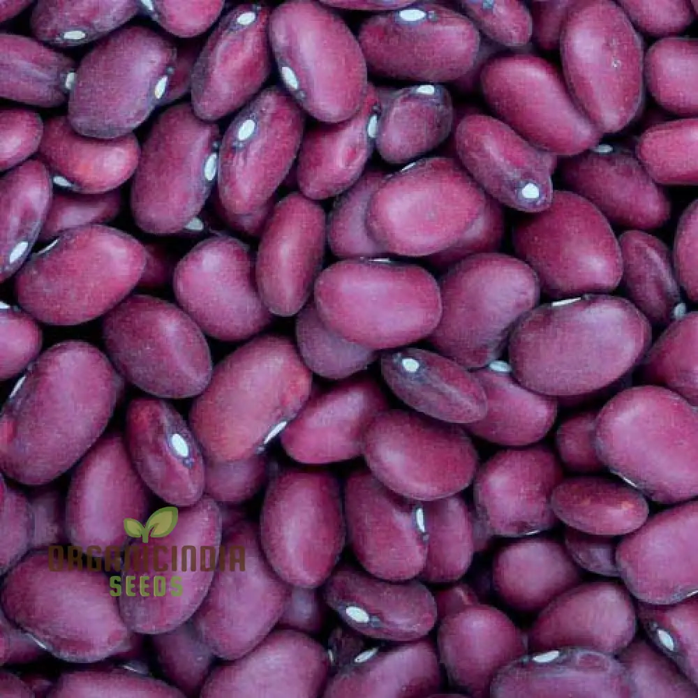 Hidatsa Red Beans Seeds For Planting: Heirloom Gardening Delight for Your Sustainable Garden
