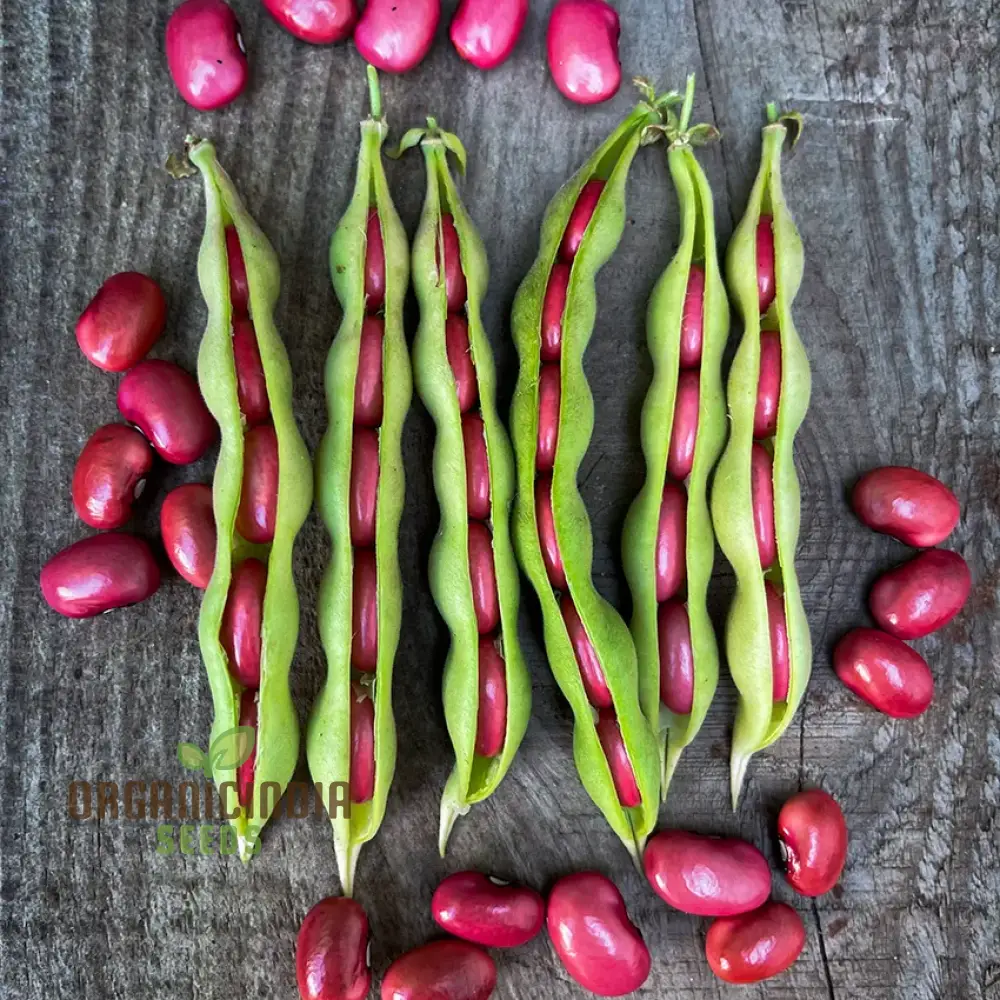 Hidatsa Red Beans Seeds For Planting: Heirloom Gardening Delight for Your Sustainable Garden - Image 3