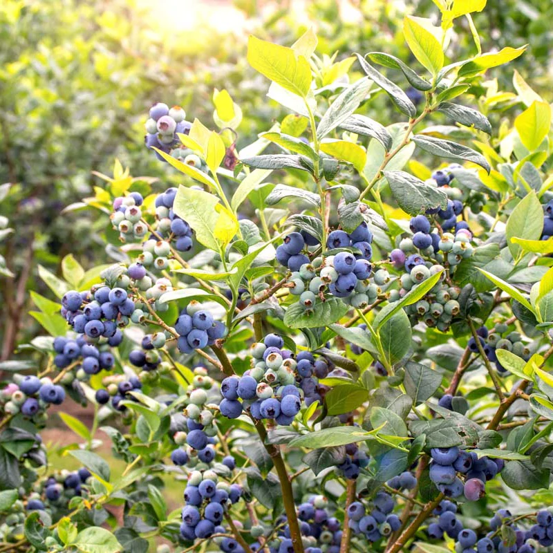 High-Bush Blueberry (Vaccinium corymbosum) – Seeds