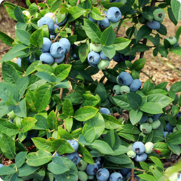 High-Bush Blueberry (Vaccinium corymbosum) – Seeds - Image 3