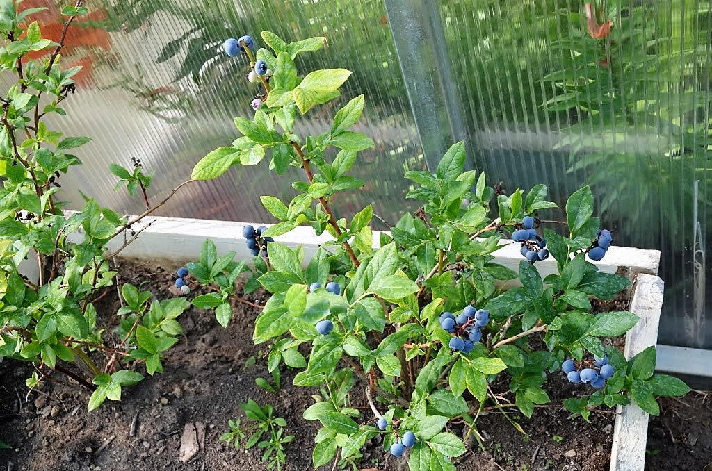 High-Bush Blueberry (Vaccinium corymbosum) – Seeds - Image 4