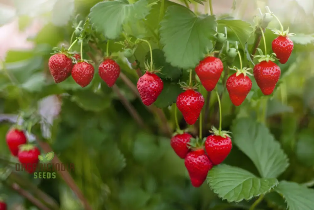 Organic Berry Fruit Seeds for Planting, Elevate Your Gardening with Premium Berry Fruit Seeds - Image 2