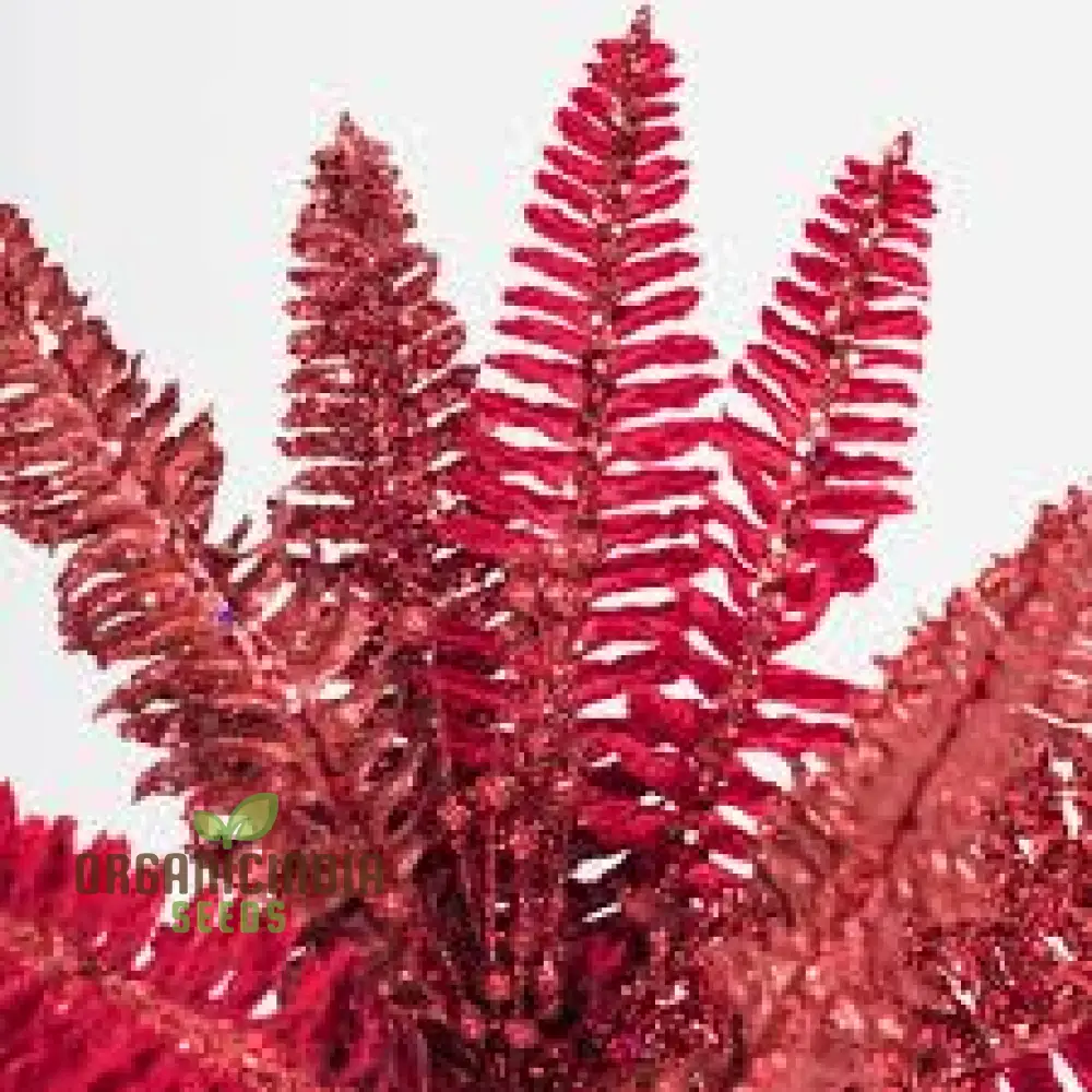 High-Quality 100pcs Fern Plant Seeds Red, Non-GMO 100pcs Red Fern Plant Seeds, 100pcs Red Fern Seeds for Planting, 100pcs Red Fern Spores