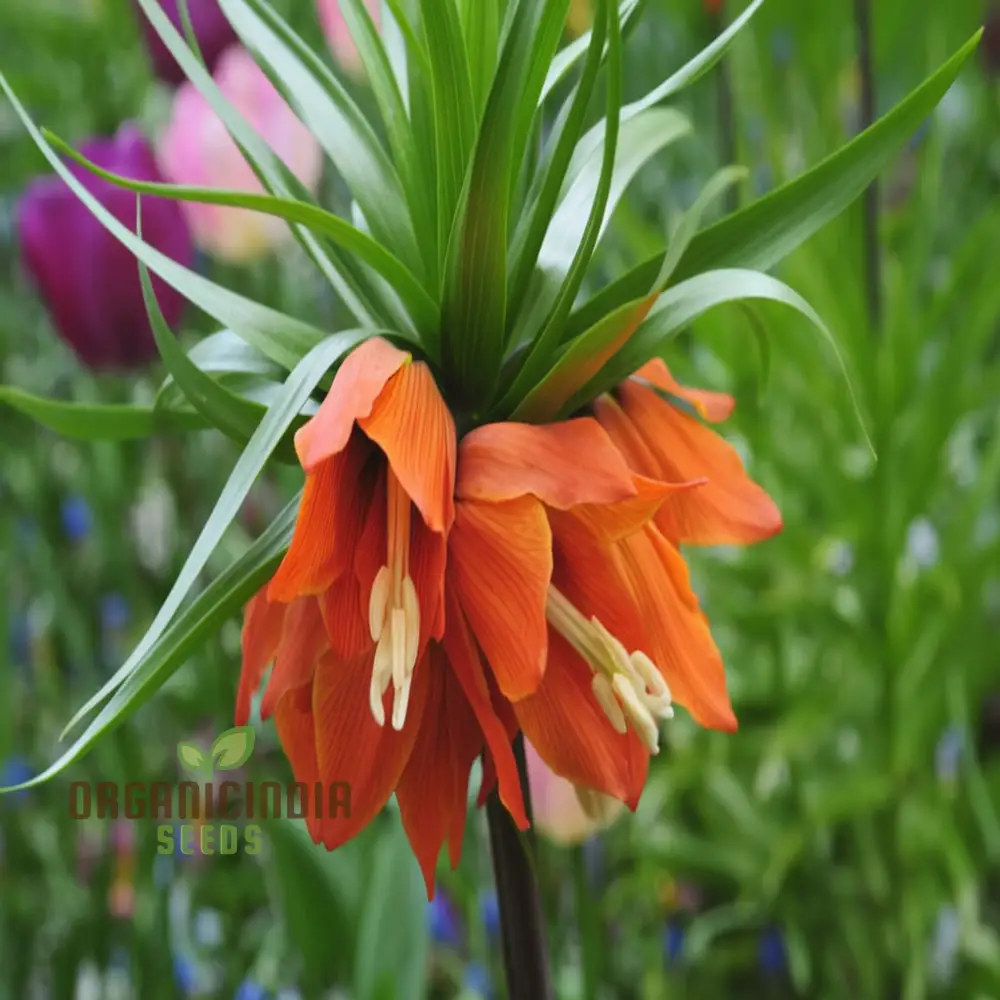 Crown Imperial Fritillaria Seeds – Regal Garden Blooms for Distinctive Displays - Image 3