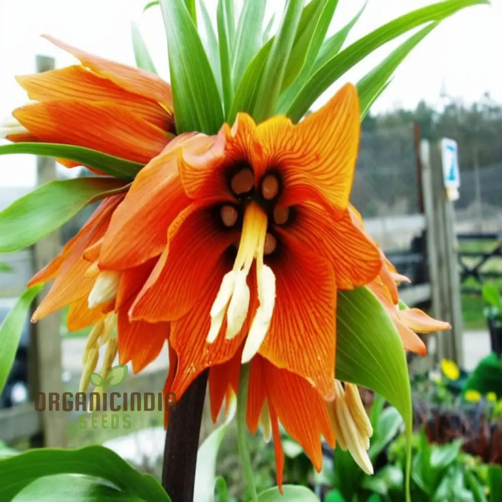 Crown Imperial Fritillaria Seeds – Regal Garden Blooms for Distinctive Displays - Image 4