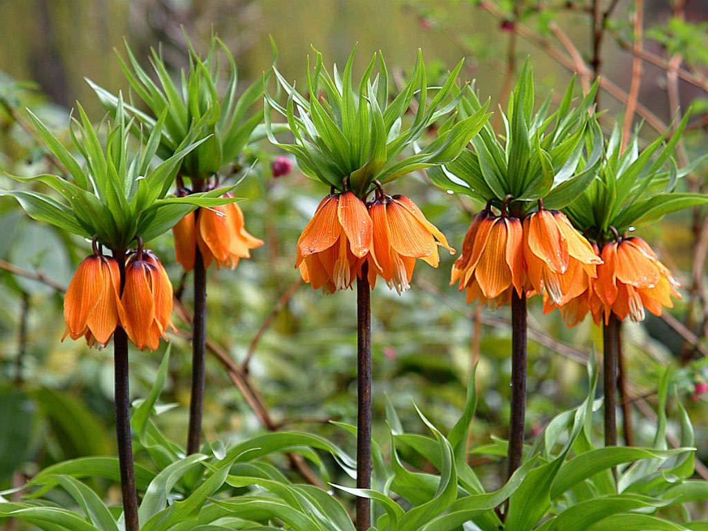 Crown Imperial Fritillaria Seeds – Regal Garden Blooms for Distinctive Displays - Image 5