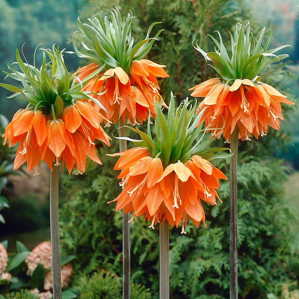 Crown Imperial Fritillaria Seeds – Regal Garden Blooms for Distinctive Displays - Image 6