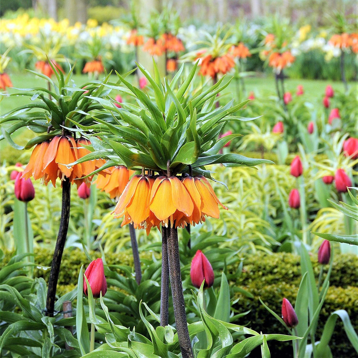Crown Imperial Fritillaria Seeds – Regal Garden Blooms for Distinctive Displays - Image 7
