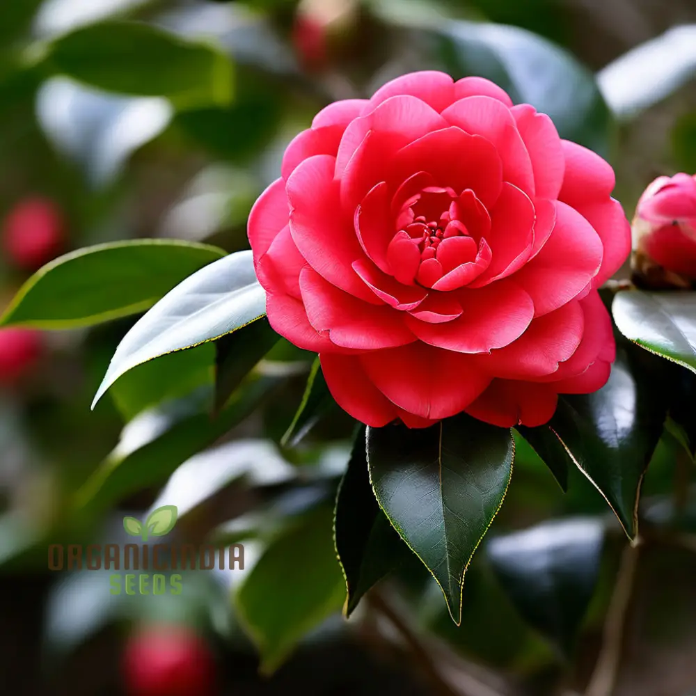 Red Camellia Flower Seeds, Cultivate Garden Elegance with Premium Blooms - Image 3