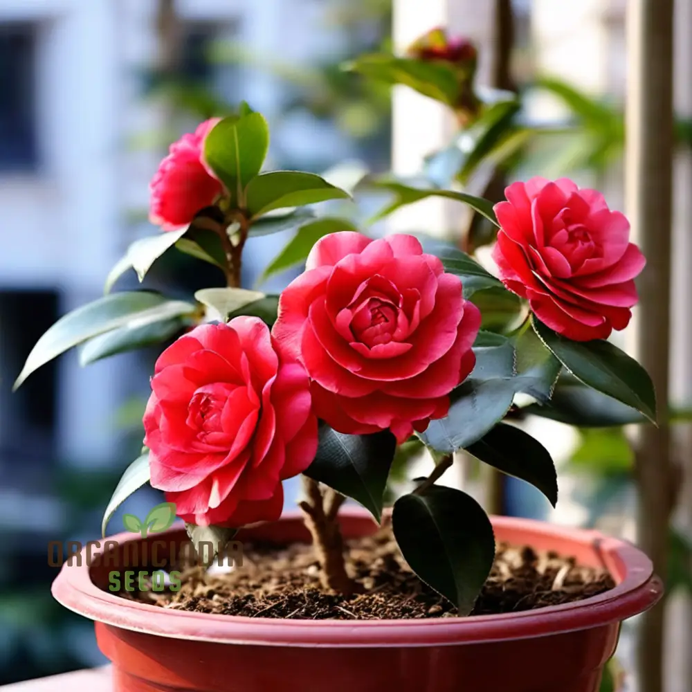 Red Camellia Flower Seeds, Cultivate Garden Elegance with Premium Blooms - Image 4