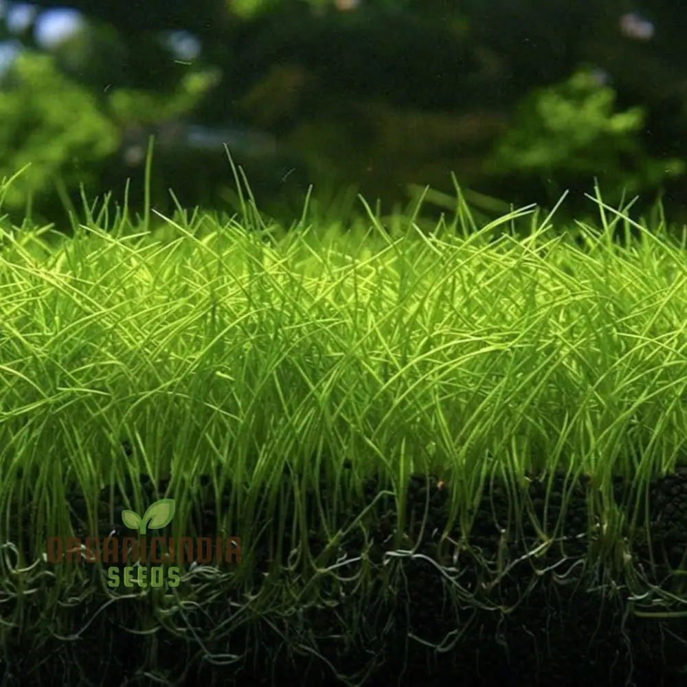 High-Quality Aquarium Grass Plant Seeds for Lush Underwater Landscapes, Perfect for Planting and Gardening Enthusiasts