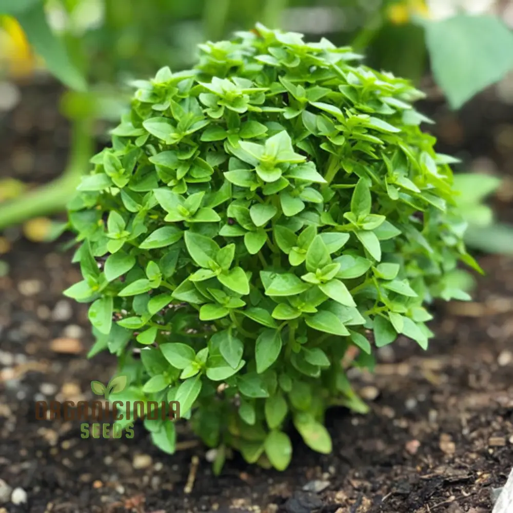 Dwarf Greek Basil Seeds – Compact Aromatic Herb for Home Gardening & Culinary Use
