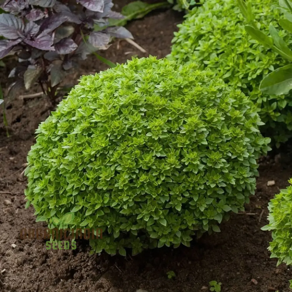 Dwarf Greek Basil Seeds – Compact Aromatic Herb for Home Gardening & Culinary Use - Image 3