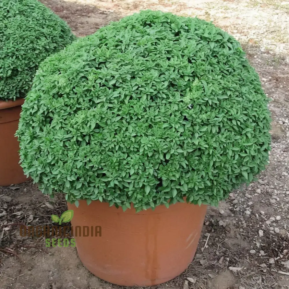 Dwarf Greek Basil Seeds – Compact Aromatic Herb for Home Gardening & Culinary Use - Image 4