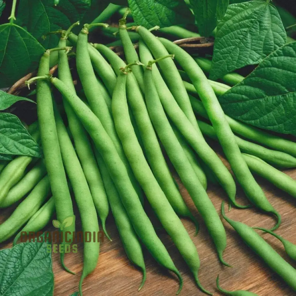 Green Bean Seeds For Planting, Fresh and Flavorful Addition to Your Garden