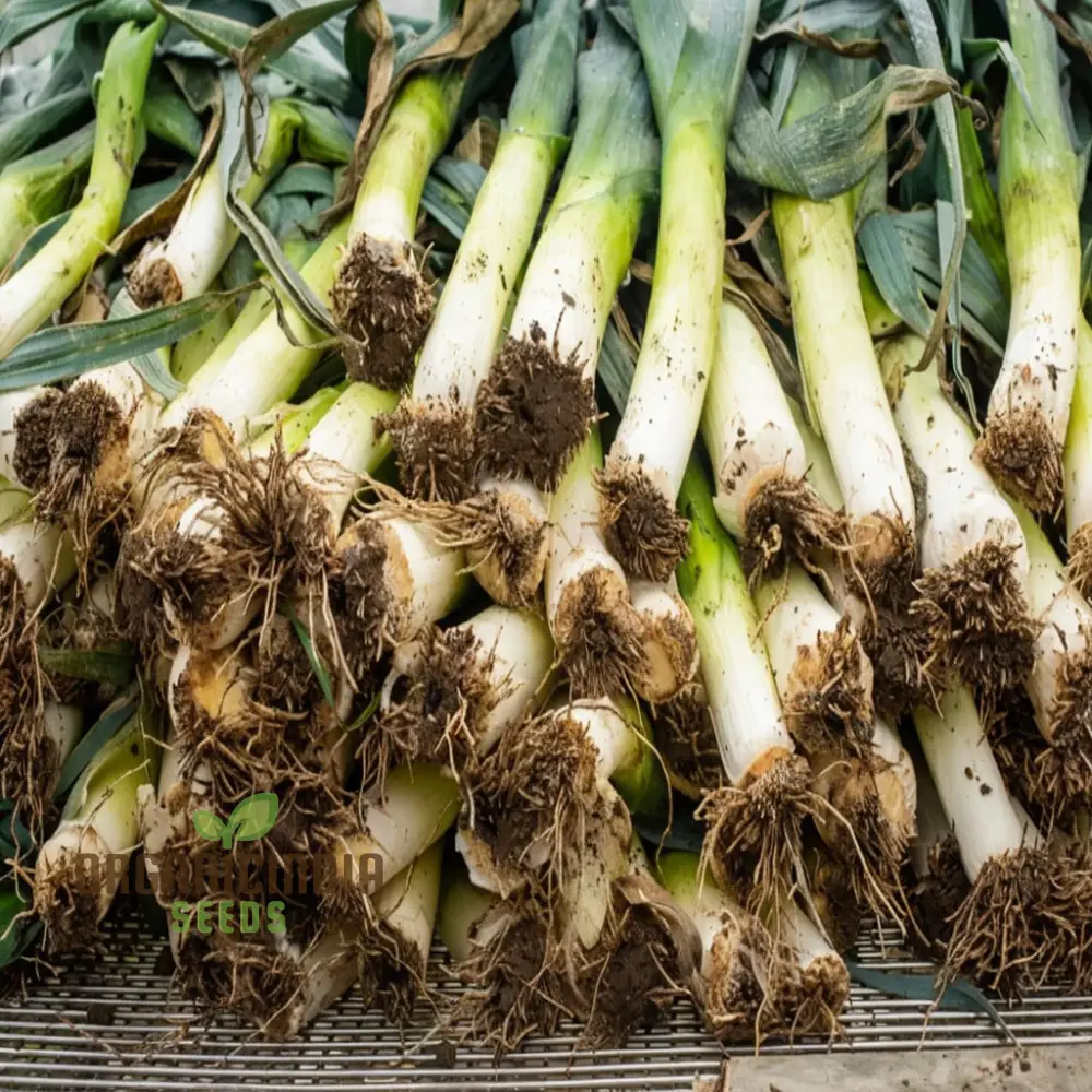 High-Quality Leek Stamford Seeds for Gardening: Premium Vegetable Seeds for Home Gardeners
