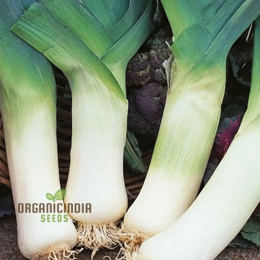High-Quality Leek Stamford Seeds for Gardening: Premium Vegetable Seeds for Home Gardeners - Image 4