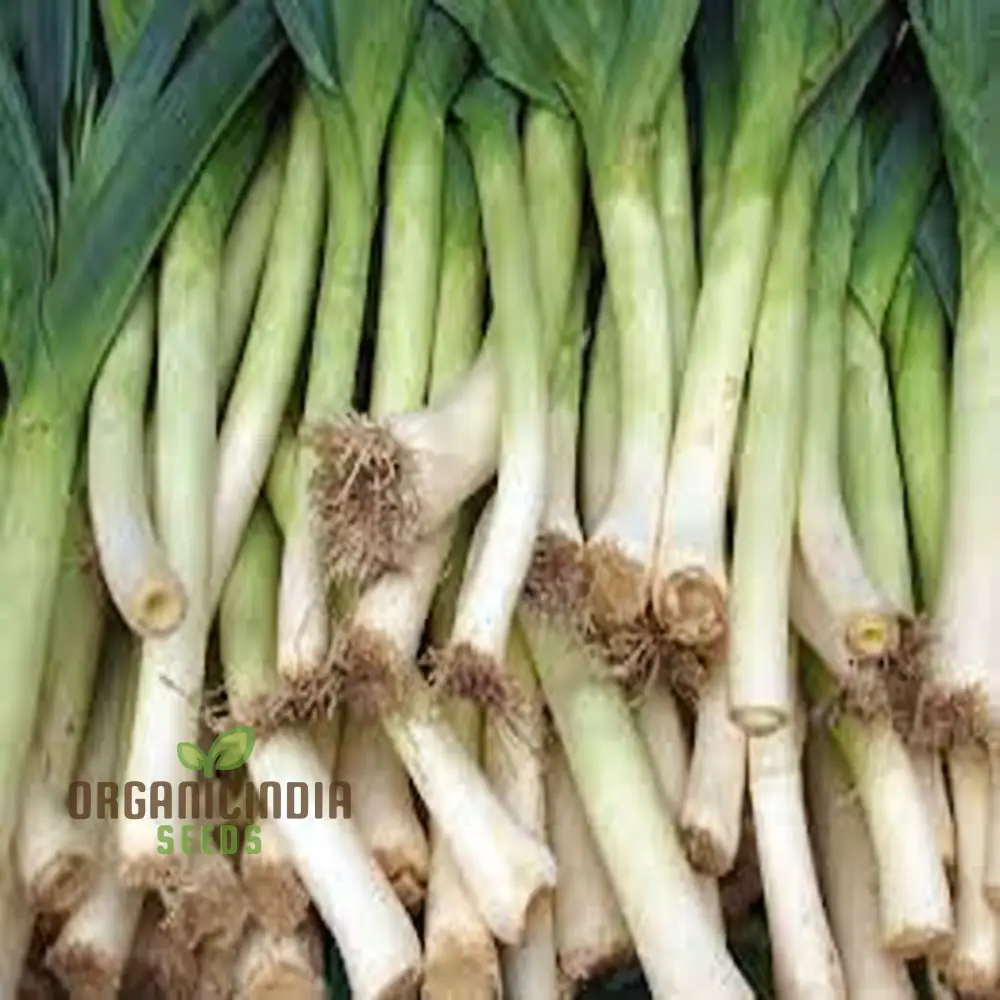 High-Quality Leek Stamford Seeds for Gardening: Premium Vegetable Seeds for Home Gardeners - Image 5