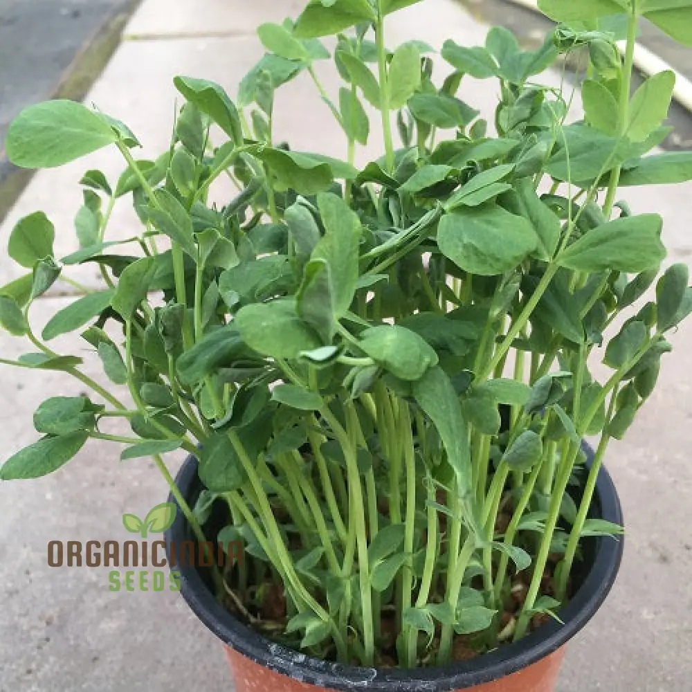 High-Quality Pea Shoots Seeds for Planting - Perfect for Growing Nutritious Greens and Enhancing Your Culinary Creations