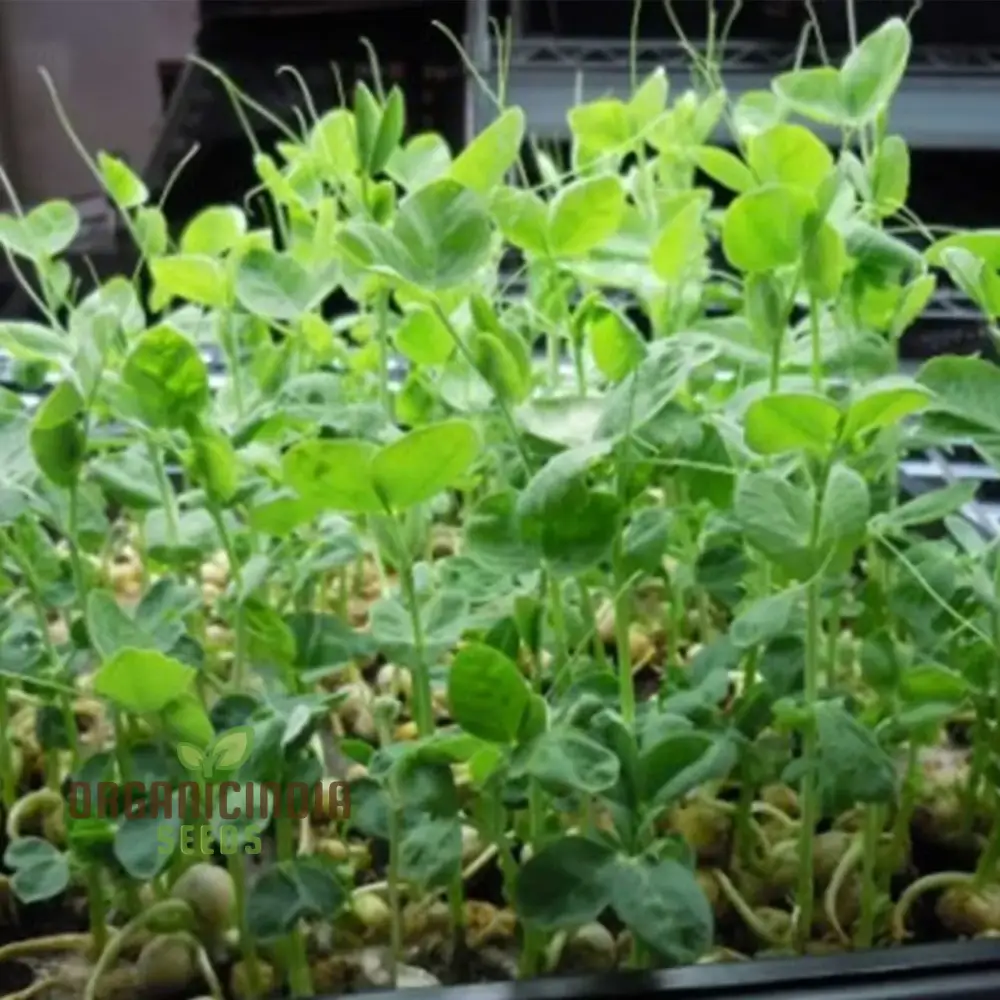 High-Quality Pea Shoots Seeds for Planting - Perfect for Growing Nutritious Greens and Enhancing Your Culinary Creations - Image 3