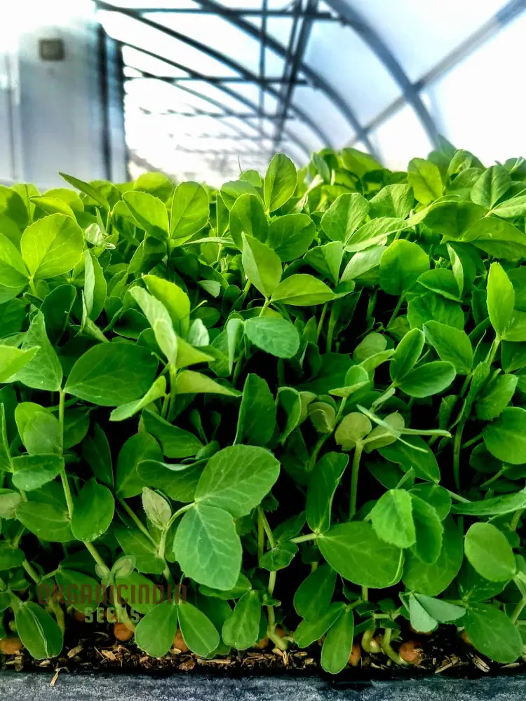 High-Quality Pea Shoots Seeds for Planting - Perfect for Growing Nutritious Greens and Enhancing Your Culinary Creations - Image 4