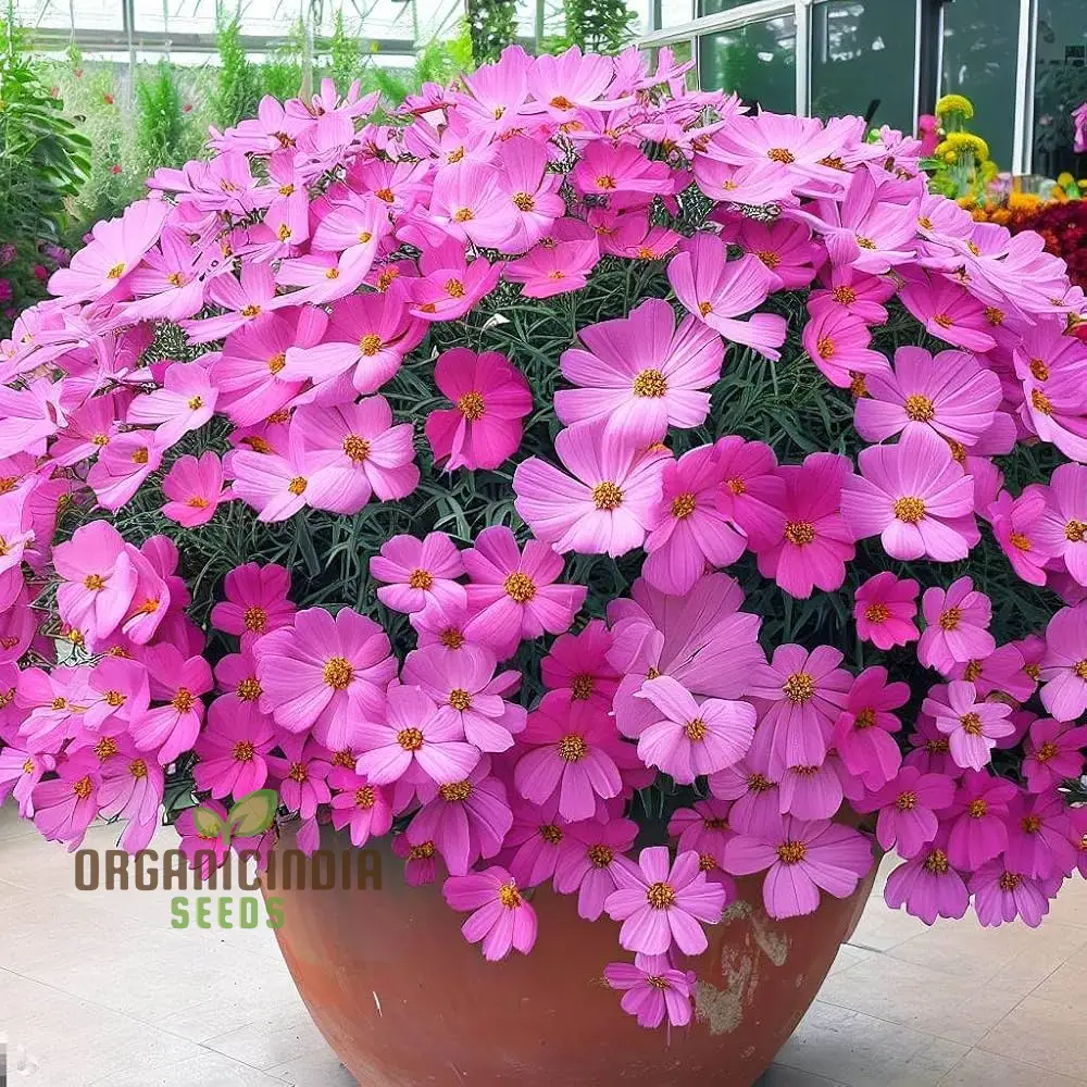 High Yield Cosmos Flower Hybrid Seeds - Premium Planting Seeds for Abundant Blooms