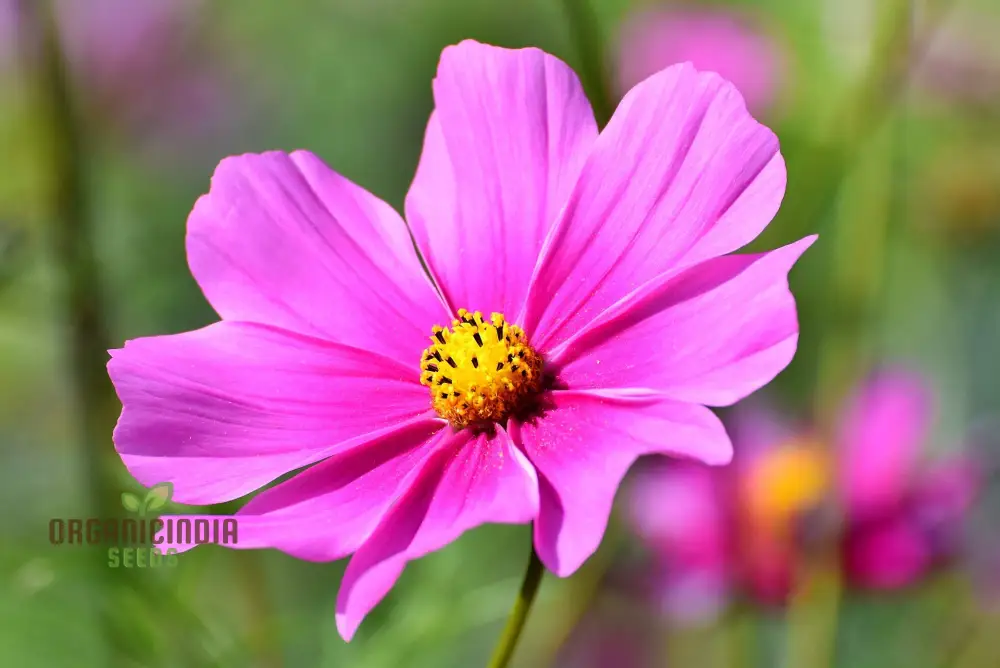 High Yield Cosmos Flower Hybrid Seeds - Premium Planting Seeds for Abundant Blooms - Image 3