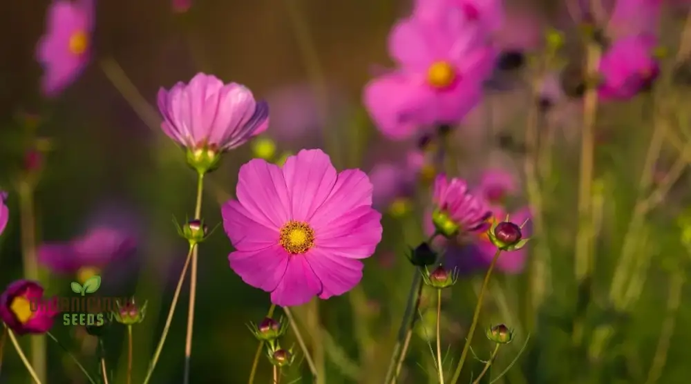High Yield Cosmos Flower Hybrid Seeds - Premium Planting Seeds for Abundant Blooms - Image 4