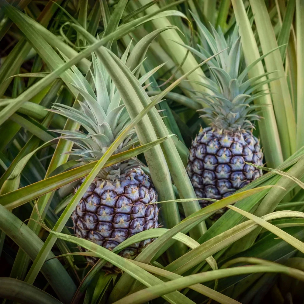 Hilo Pineapple Seeds for Planting – Grow Sweet & Juicy Tropical Pineapples