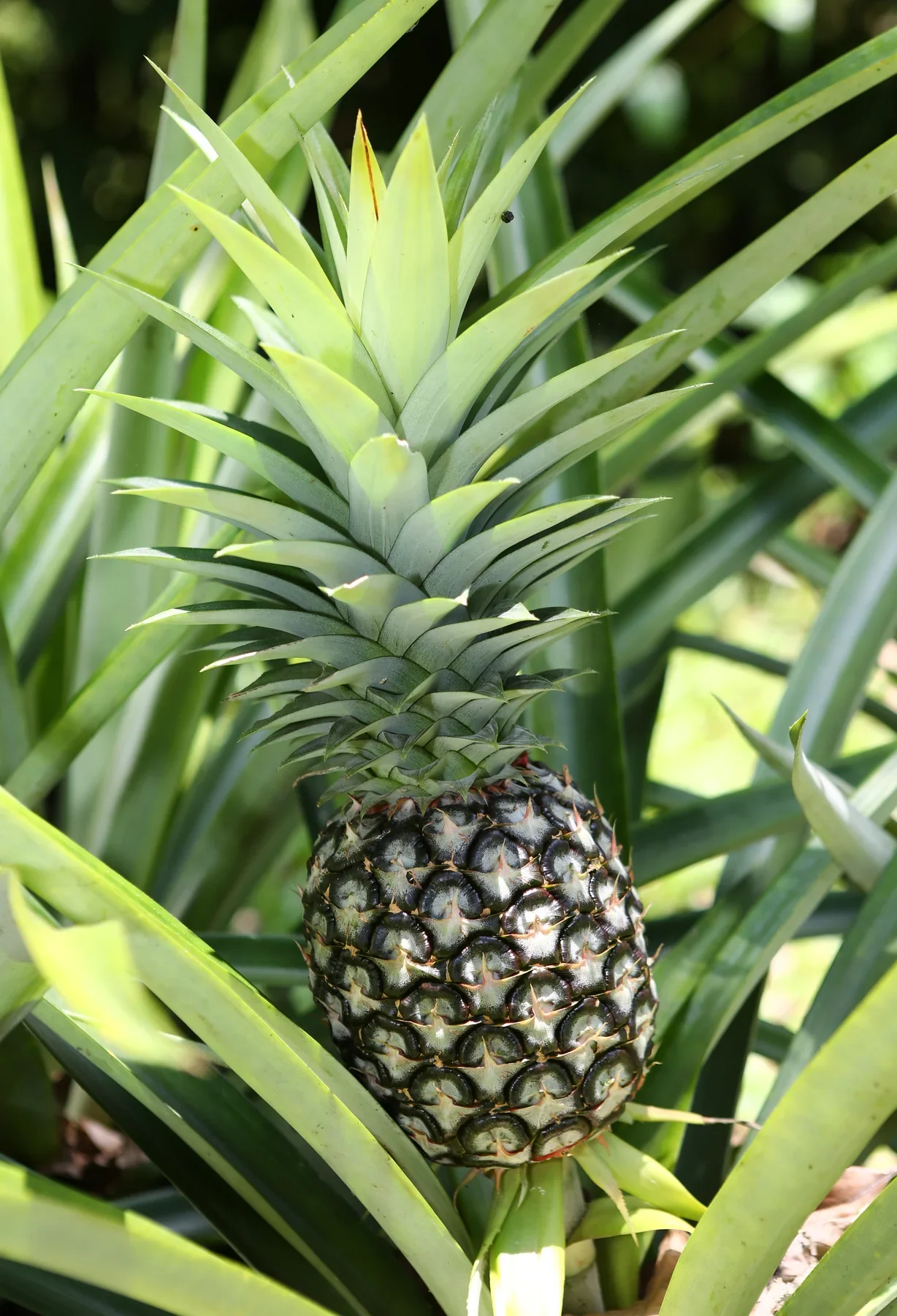 Hilo Pineapple Seeds for Planting – Grow Sweet & Juicy Tropical Pineapples - Image 2