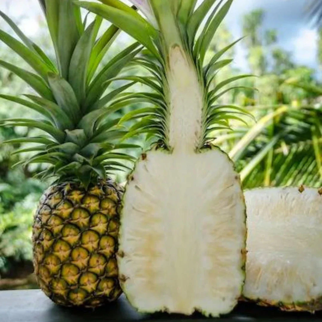 Hilo Pineapple Seeds for Planting – Grow Sweet & Juicy Tropical Pineapples - Image 3