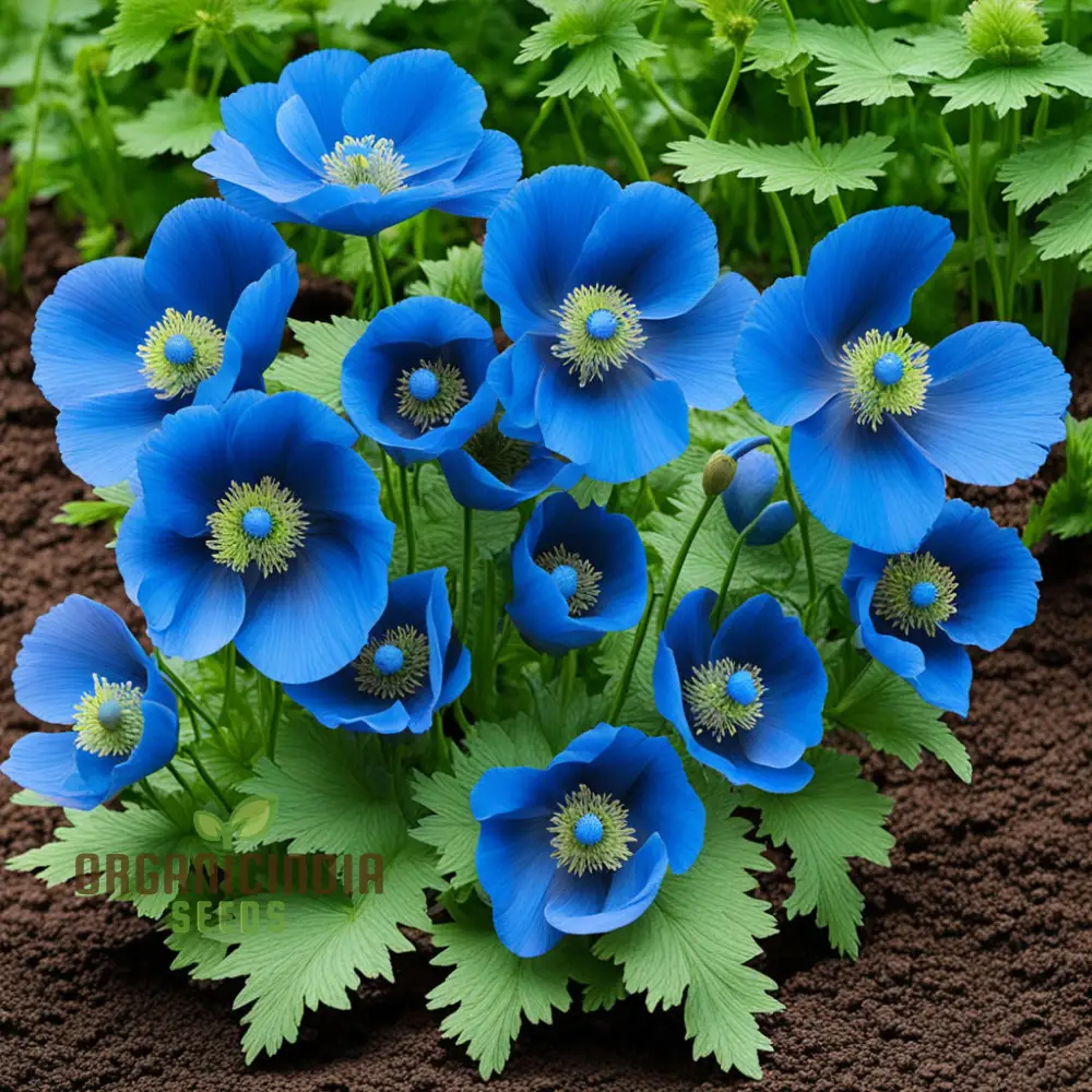 Himalayan Blue Poppy flower Seeds, Captivating and Vivid Blue Flowers, Short-Lived Perennials Ornamental Plant in Shaded Borders